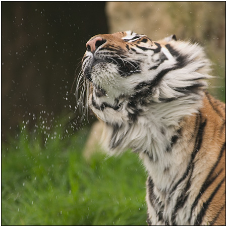 Bengal Tiger
