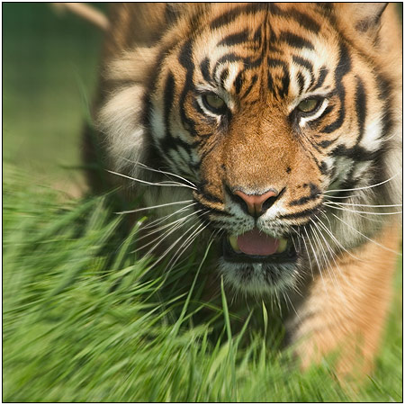 Sumatran Tiger
