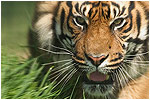 Sumatran Tiger