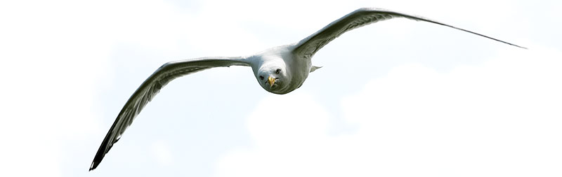 Herring Gull
