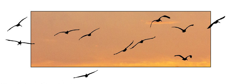 Pelican Sunset
